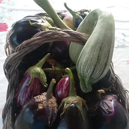 Agri Bertorella-3